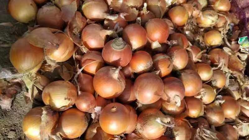 黄皮洋葱烹饪场景