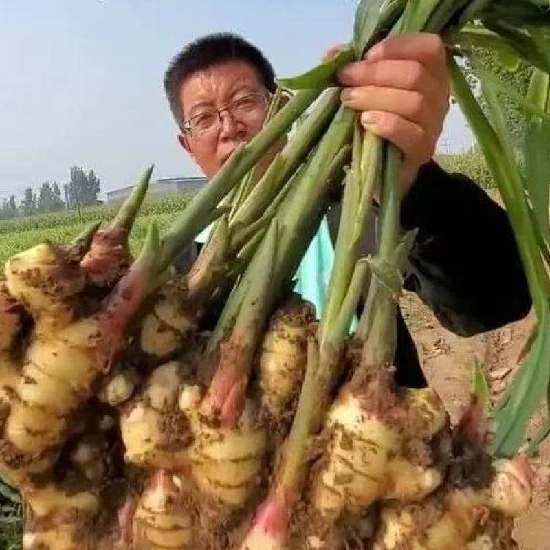 山东鲜姜大量上市了，货源充足，价格不高，全国发货