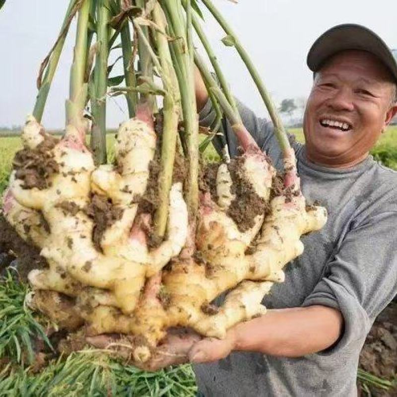 [标题]山东红芽鲜姜大量上市了，保质保量货源充足价格不