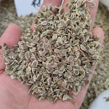 前胡种子，白花前胡种子，大叶前胡种子，2025全新种子