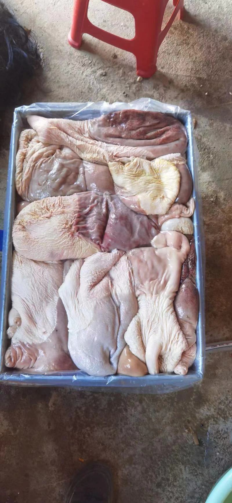 马肚子