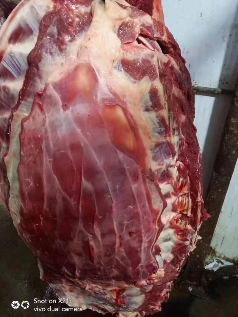 马排
