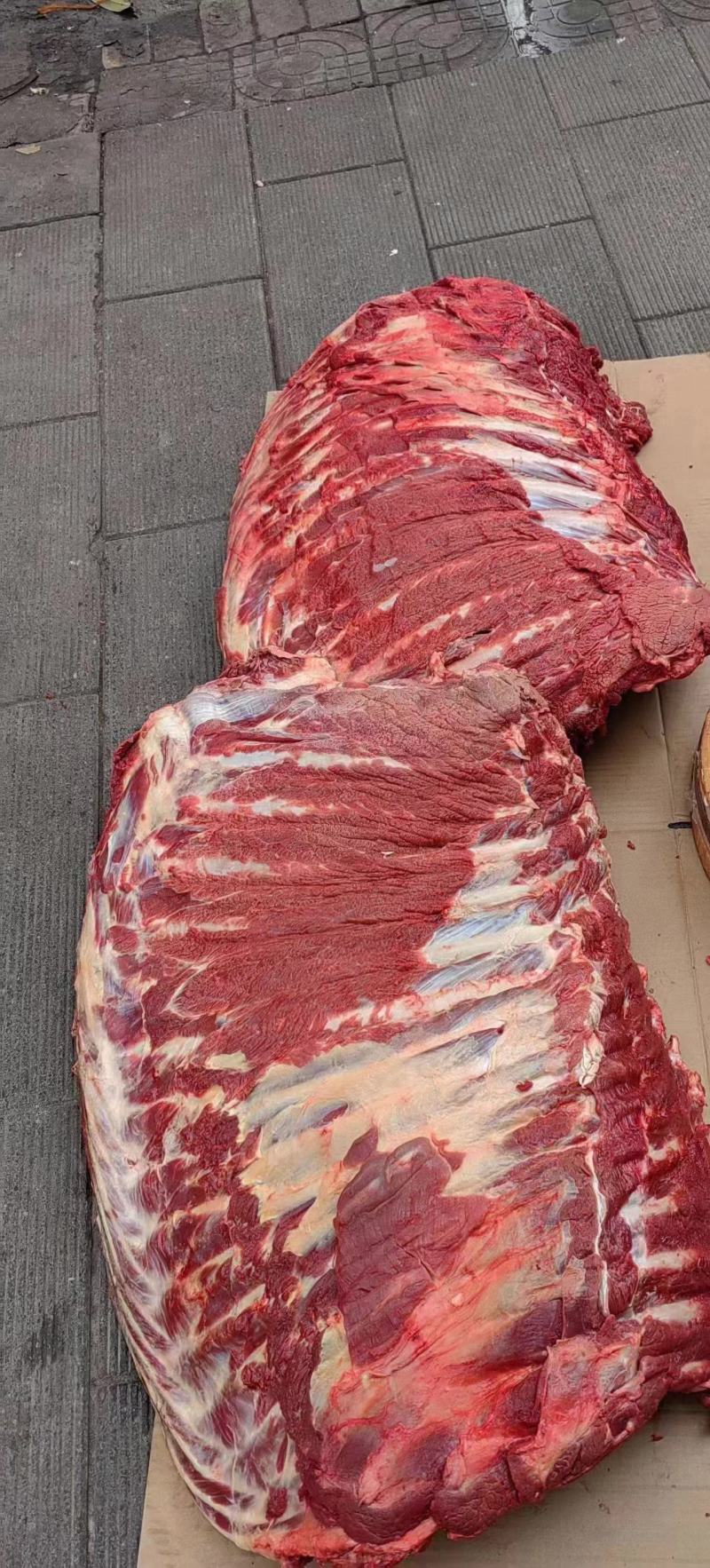 马排