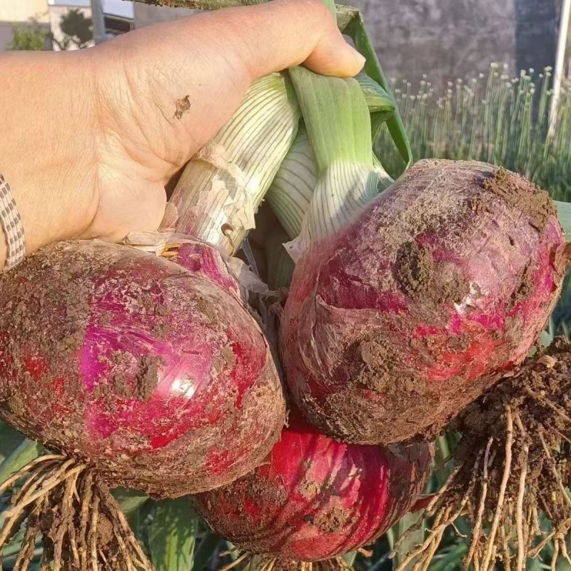 甘肃紫皮洋葱大量上市，全国发货，价格便宜，可视频看货