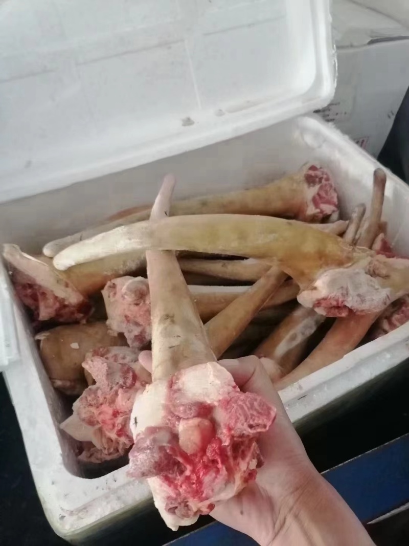 带皮马尾巴