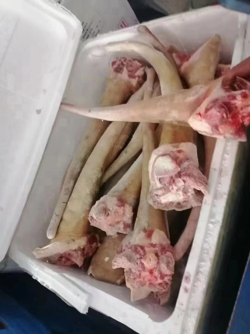 带皮马尾巴