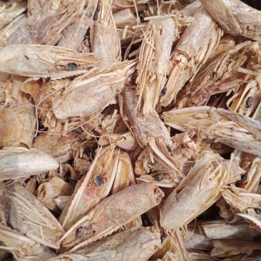 虾头整个高温水煮南美虾头饲料
