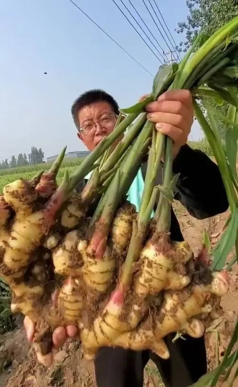 山东鲜姜大量上市了，货源充足，价格不高，全国发货