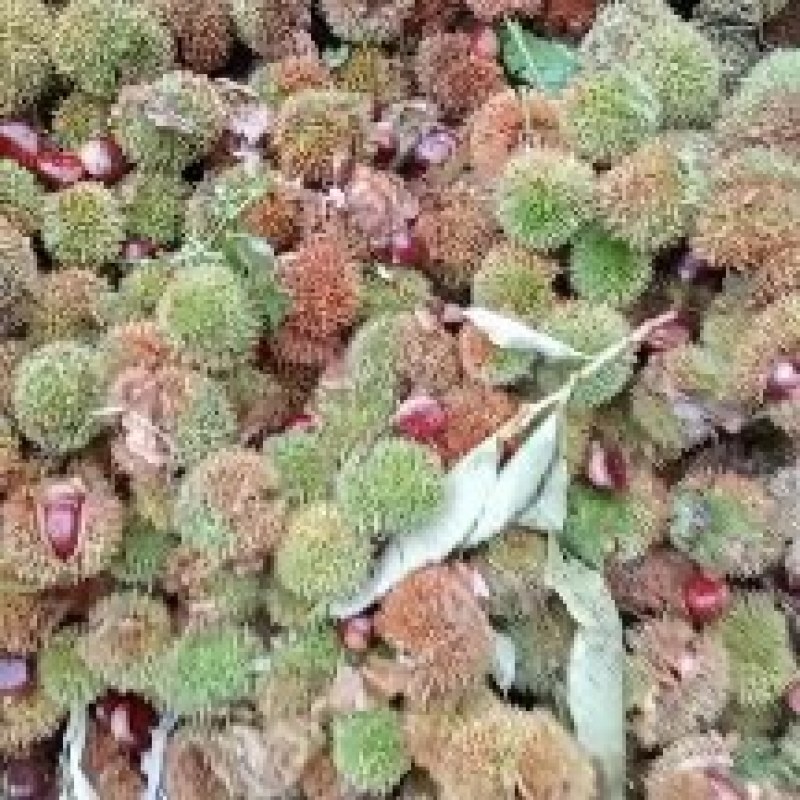 老树秉栗子油栗树龄四十年以上