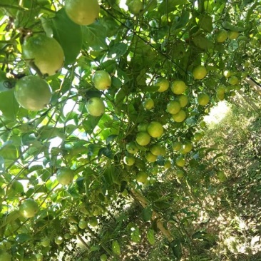 一手货源高山百香果鲜果钦蜜九号每天报实地价格需合作联系