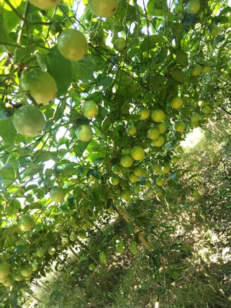 一手货源高山百香果鲜果钦蜜九号每天报实地价格需合作联系