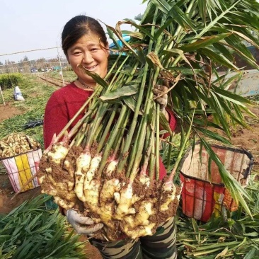 山东鲜姜上市了产地直发保质保量全国发货