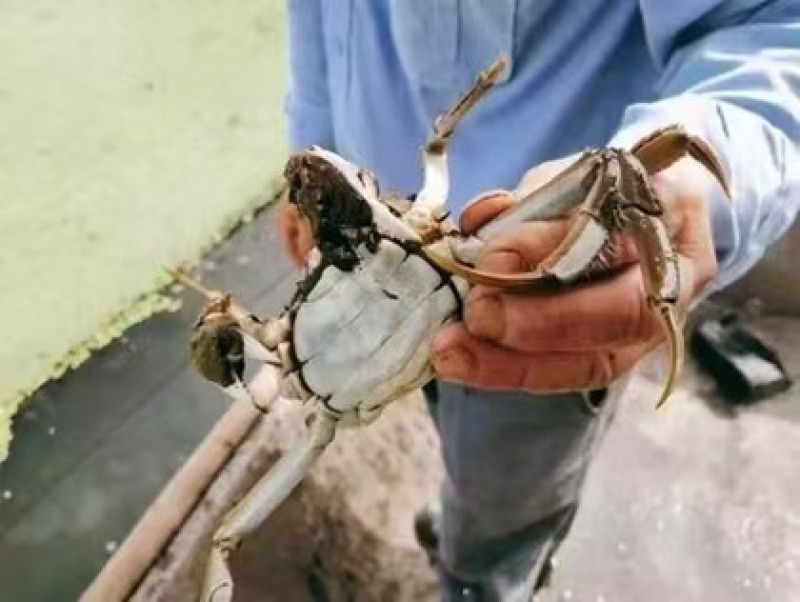 江苏泰州兴化原产地塘口直销大闸蟹货源充足