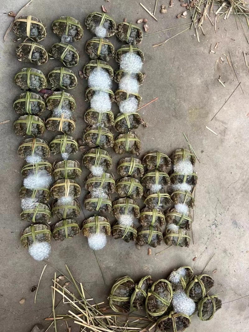 江苏泰州兴化原产地塘口直销大闸蟹货源充足