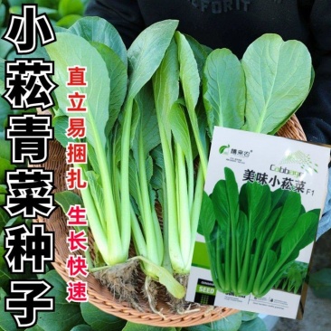 早熟小菘菜种子春秋四季青梗菜种子阳台庭院小白菜菘菜蔬菜种