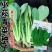 早熟小菘菜种子春秋四季青梗菜种子阳台庭院小白菜菘菜蔬菜种