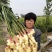 山东红芽鲜姜大量上市了货源充足产地直发保质保量