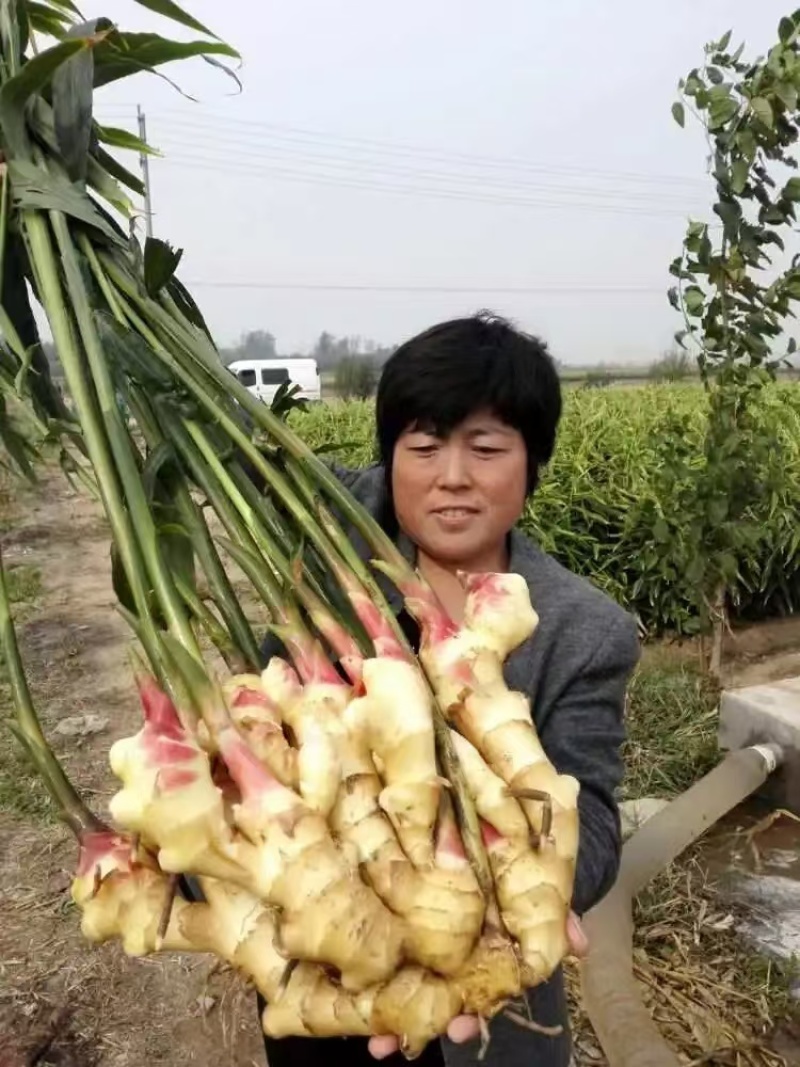 山东红芽鲜姜大量上市了货源充足产地直发保质保量