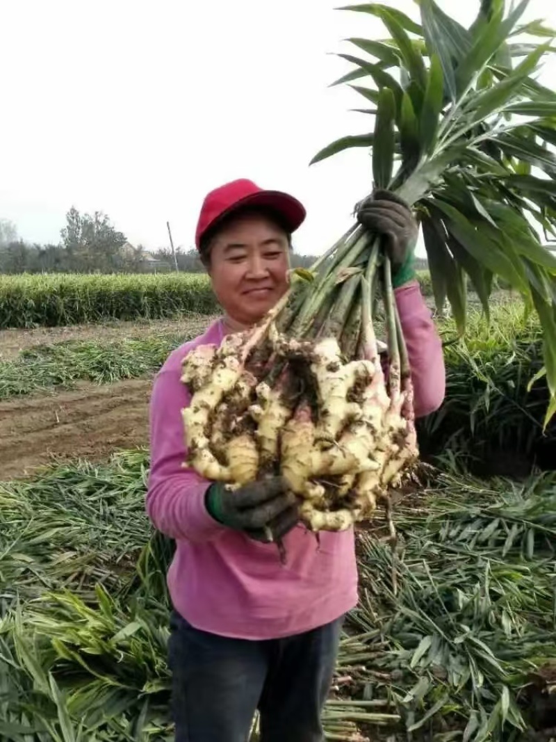 山东红芽鲜姜大量上市了货源充足产地直发保质保量