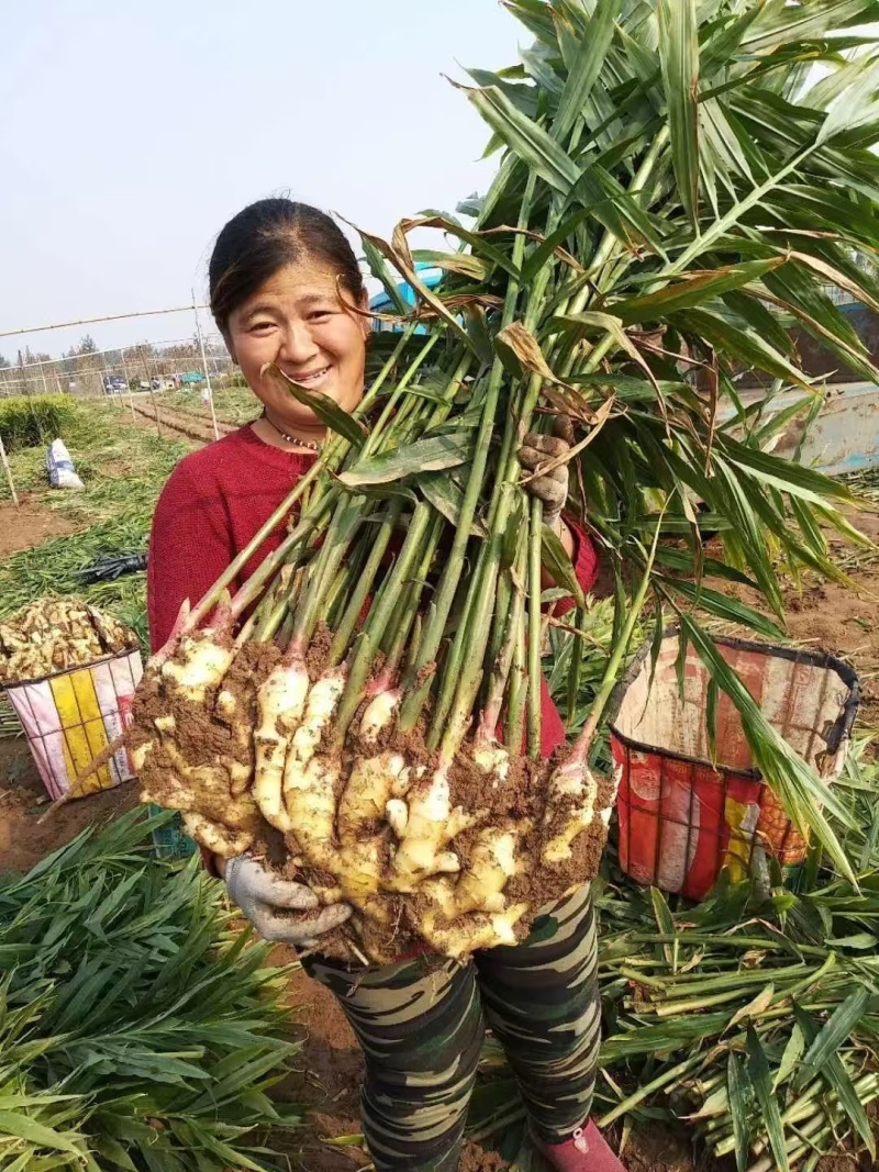 山东红芽鲜姜大量上市了货源充足产地直发保质保量