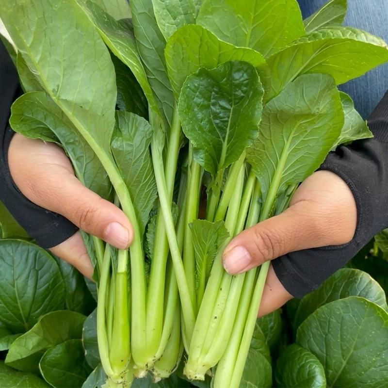 早熟小菘菜种子春秋四季青梗菜种子阳台庭院小白菜菘菜蔬菜种
