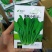 早熟小菘菜种子春秋四季青梗菜种子阳台庭院小白菜菘菜蔬菜种
