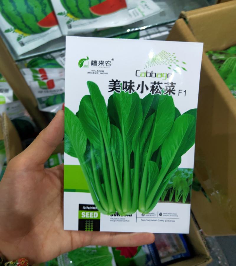 早熟小菘菜种子春秋四季青梗菜种子阳台庭院小白菜菘菜蔬菜种