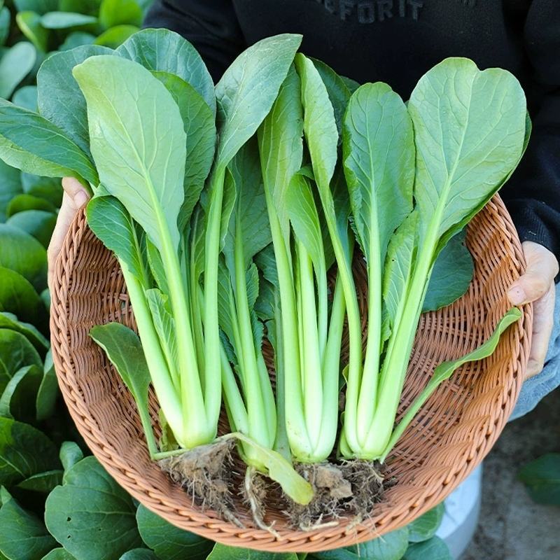 早熟小菘菜种子春秋四季青梗菜种子阳台庭院小白菜菘菜蔬菜种