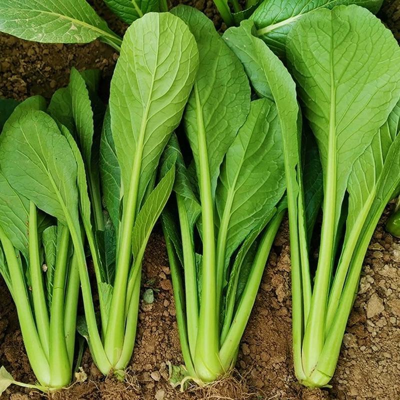 早熟小菘菜种子春秋四季青梗菜种子阳台庭院小白菜菘菜蔬菜种