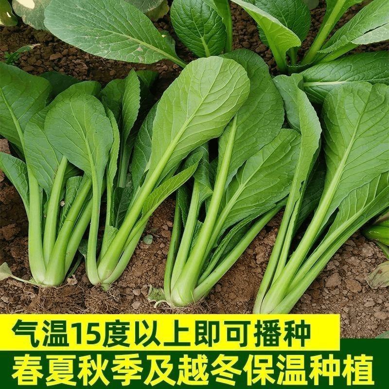 早熟小菘菜种子春秋四季青梗菜种子阳台庭院小白菜菘菜蔬菜种
