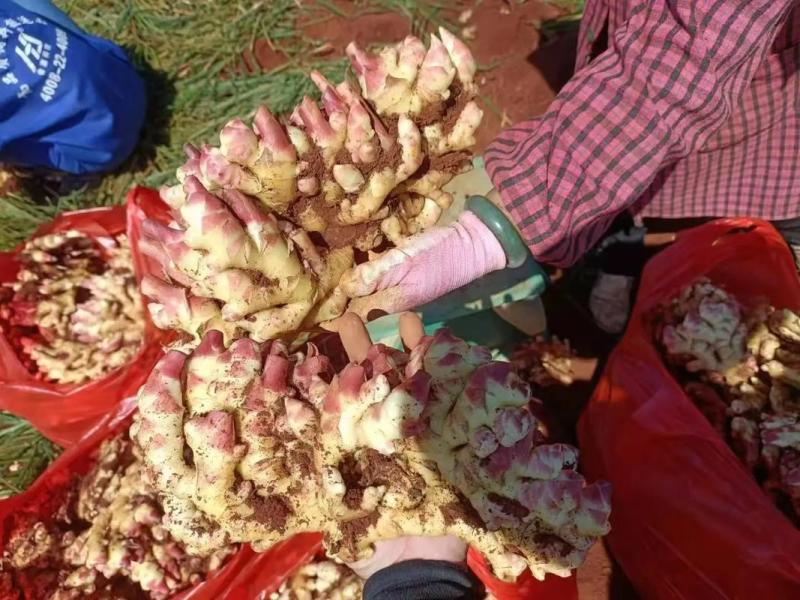 山东红芽鲜姜大量上市了，货源充足，价格便宜，