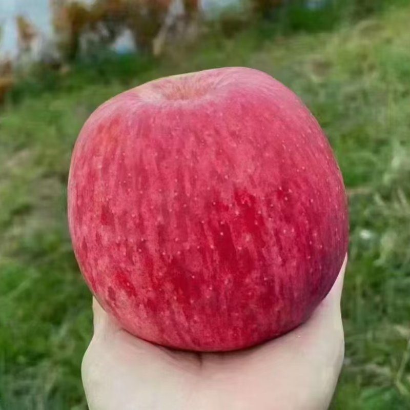 红富士苹果