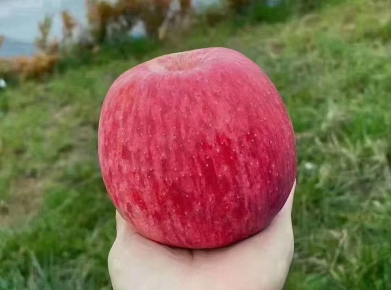 红富士苹果