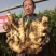 山东红芽鲜姜大量上市了，货源充足，价格便宜，