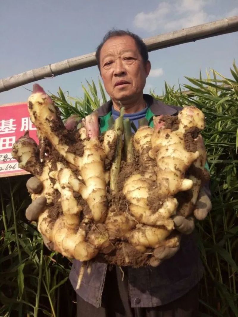 山东红芽鲜姜大量上市了，货源充足，价格便宜，
