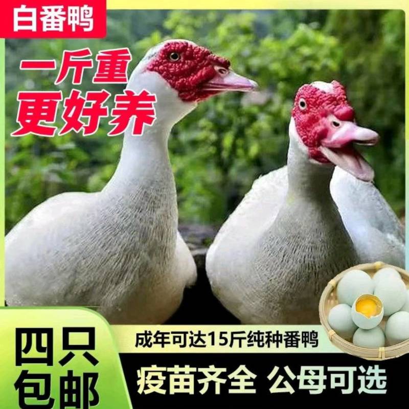 红脸白番鸭苗大种白番鸭厂家实力供货欢迎致电包技术指导