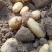 【新货】山东聊城新土豆大量上市