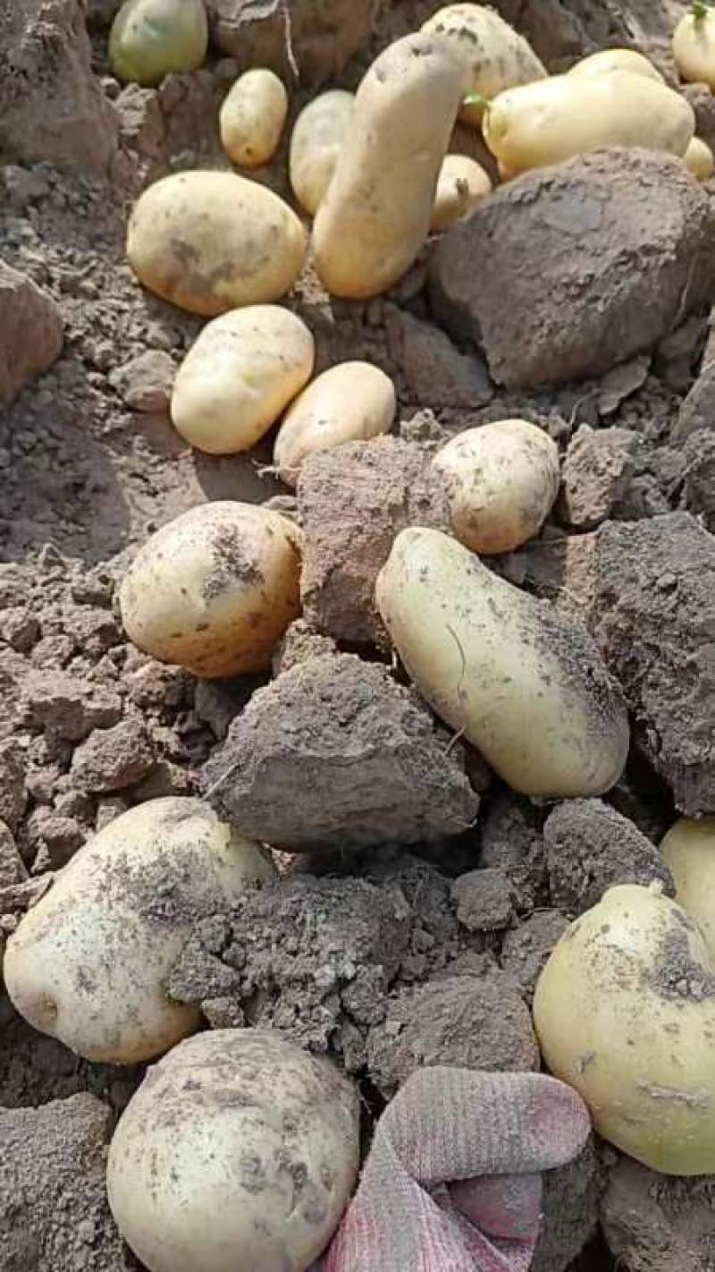【新货】山东聊城新土豆大量上市