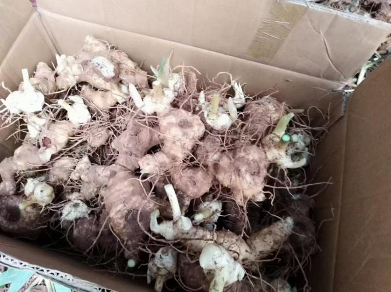 四川精品黄精，多花黄精大量供应，产地直发，货源充足。