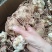 四川精品黄精，多花黄精大量供应，产地直发，货源充足。