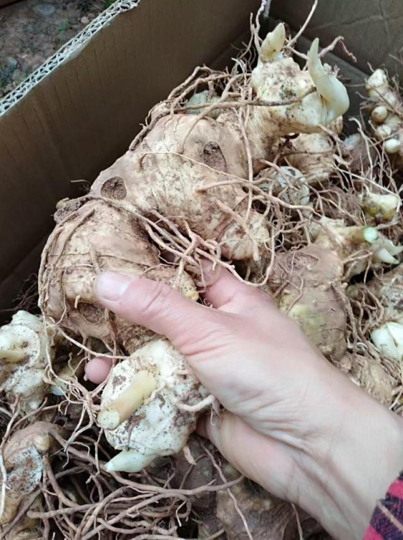 四川精品黄精，多花黄精大量供应，产地直发，货源充足。