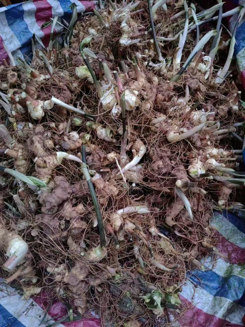 四川精品黄精，多花黄精大量供应，产地直发，货源充足。