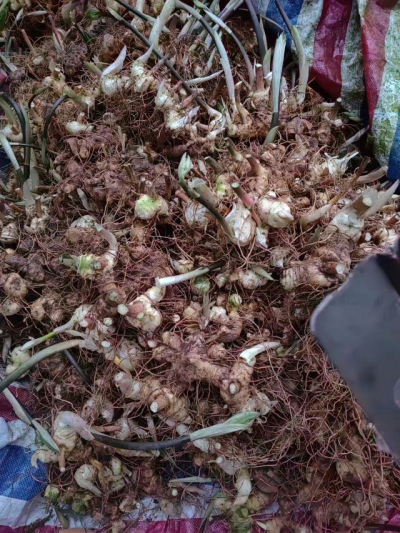 四川精品黄精，多花黄精大量供应，产地直发，货源充足。