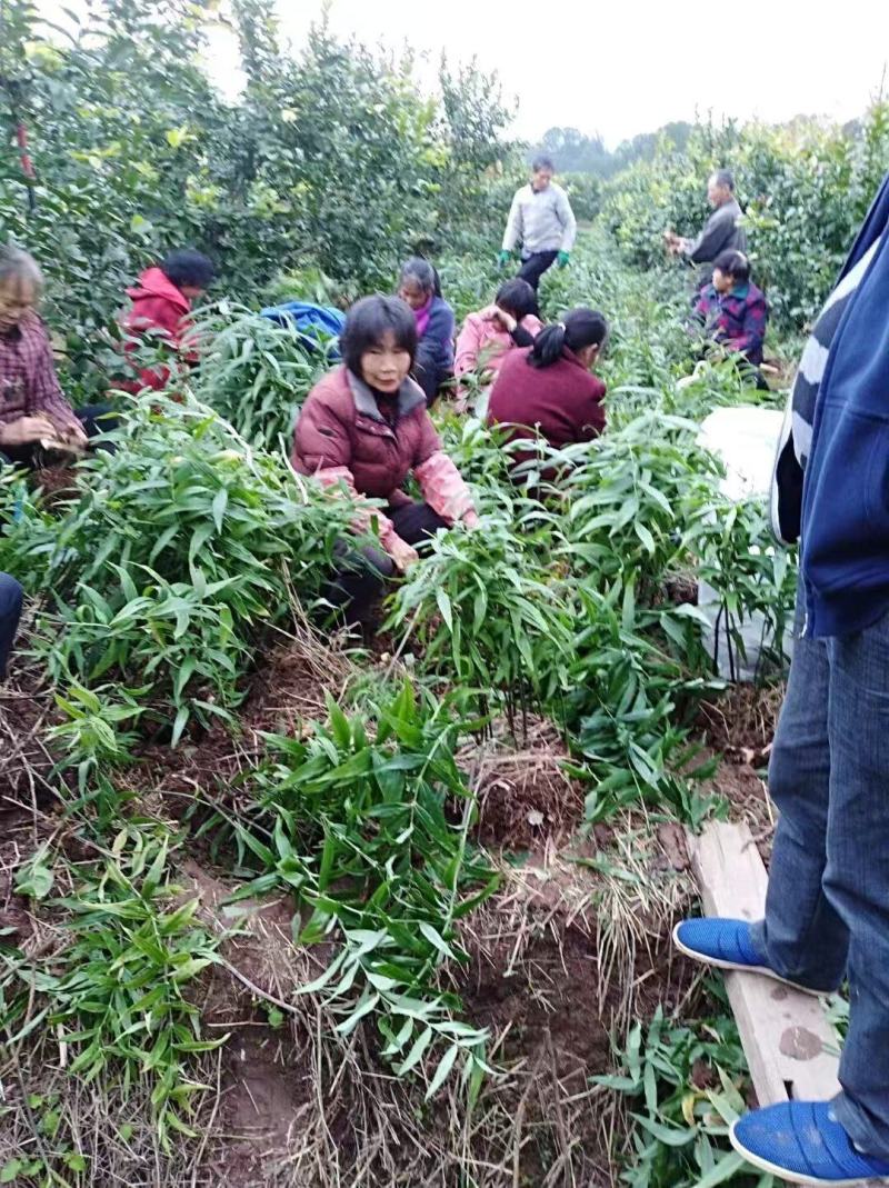 四川精品黄精，多花黄精大量供应，产地直发，货源充足。