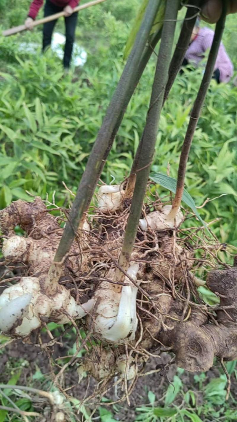四川精品黄精，多花黄精大量供应，产地直发，货源充足。