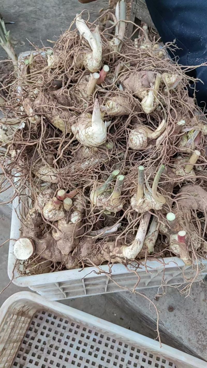 四川精品黄精，多花黄精大量供应，产地直发，货源充足。