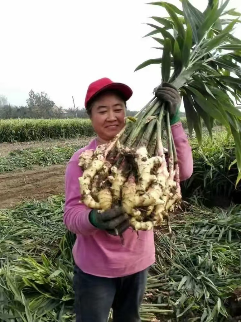 山东红芽鲜姜大量上市了，货源充足，价格便宜，