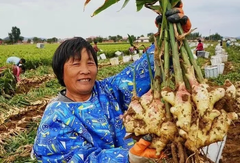 山东红芽鲜姜大量上市了，货源充足，价格便宜，