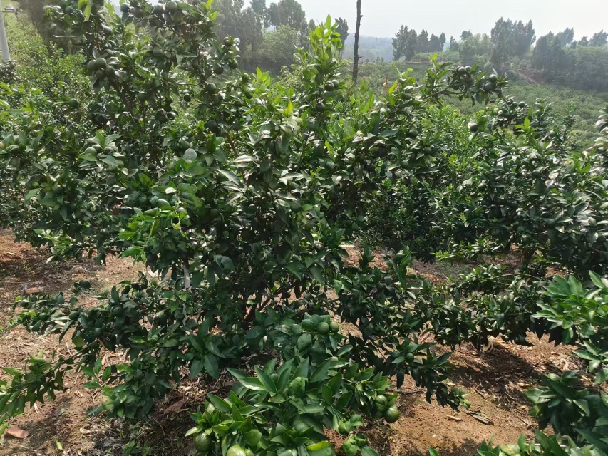 沃柑果园中青果与黄果并存,展示不同成熟阶段的果实 沃柑果园中的青果与黄果对比