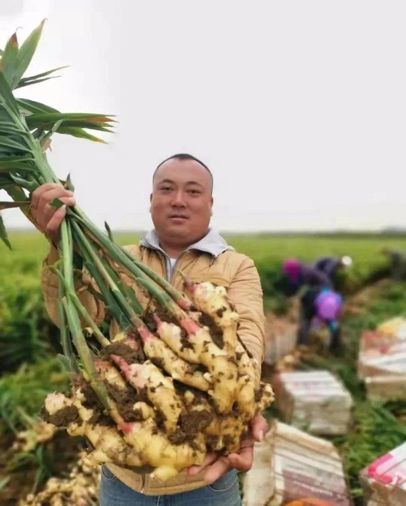 山东优质红芽鲜姜大量上市了，货源充足，价格便宜，